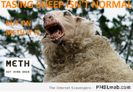 Tasing sheep on meth humor at PMSLweb.com