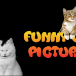 Funny cat pictures at PMSLweb.com