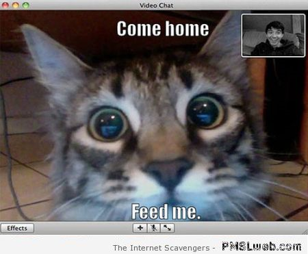 Funny cat on Skype meme