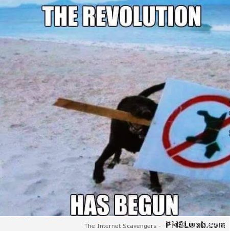 The revolution has begun dog meme at PMSLweb.com