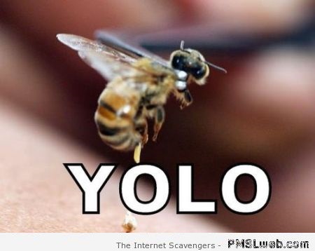 YOLO bee meme at PMSLweb.com