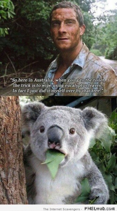 16-funny-Bear-Grylls-and-the-koala