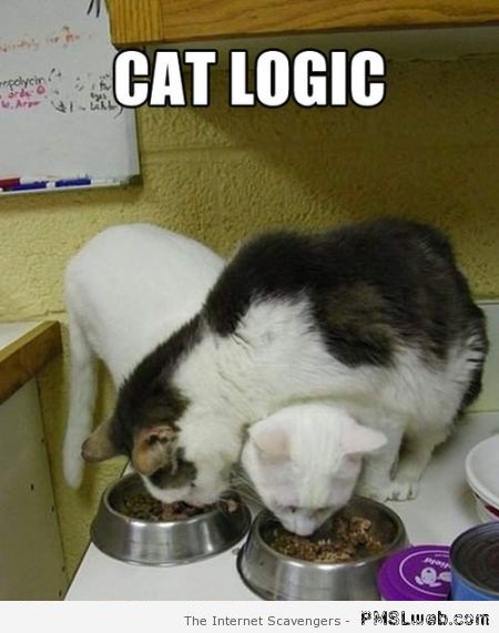 Funny cat logic meme at PMSLweb.com
