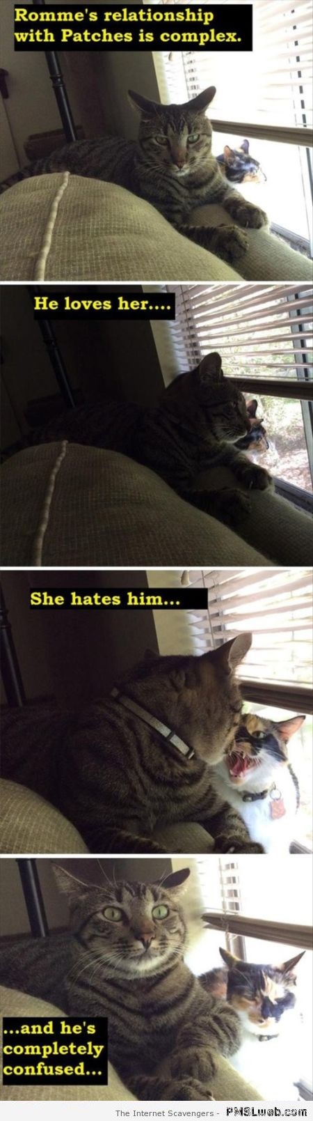 Funny complex cat relationship – Thursday guffaws at PMSLweb.com