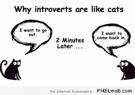Why introverts are like cats humor – Rollicking Friday at PMSLweb.com