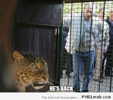 2-Cheetah-is-scared-of-Putin