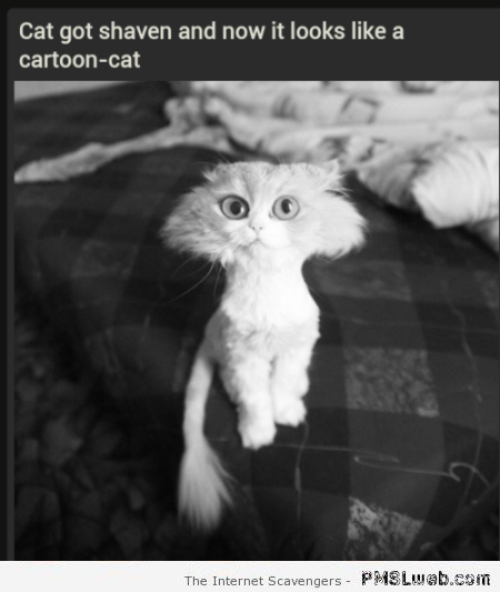 Funny shaven cat at PMSLweb.com