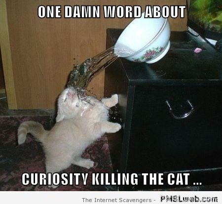Curiosity killing the cat meme – Funny cat pictures at PMSLweb.com
