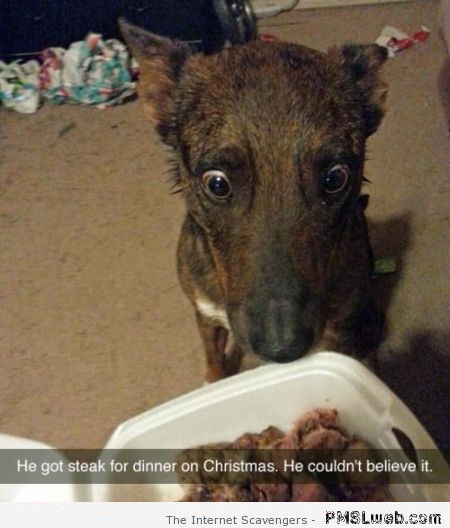 Dog gets steak for Christmas humor at PMSLweb.com
