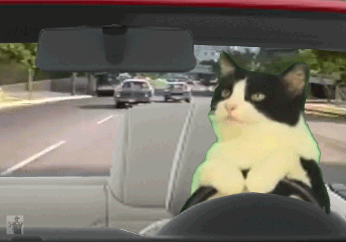 Funny animated cat driving