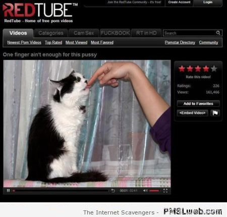 Funny cat on redtube at PMSLweb.com