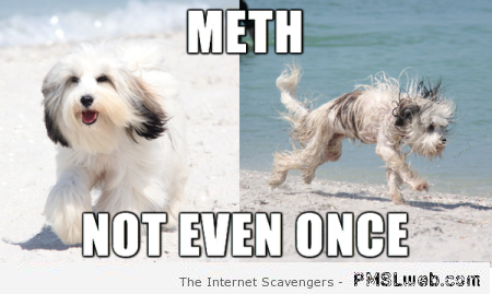 Meth not even once dog meme at PMSLweb.com