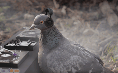 Animated pigeon DJ at PMSLweb.com