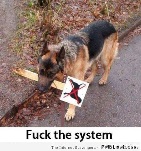 Dog fucks the system humor at PMSLweb.com