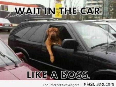 Waiting in the car like a boss dog meme at PMSLweb.com