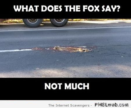 What does the fox say funny fail at PMSLweb.com