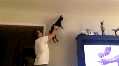 Funny cat and owner team work – Tuesday nonsense at PMSLweb.com