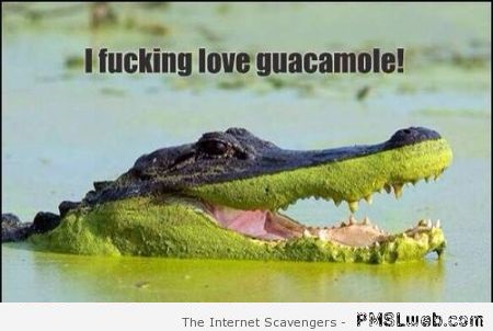 Funny crocodile loves guacamole – Daily funnies at PMSLweb.com