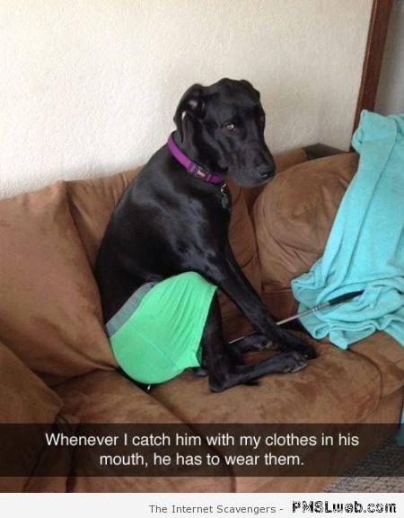 Funny dog punishment at PMSLweb.com