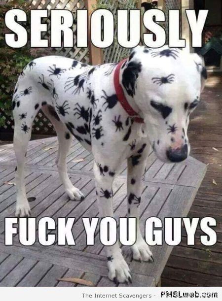 Funny Dalmatian meme at PMSLweb.com