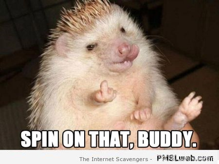Spin on that funny hedgehog meme at PMSLweb.com
