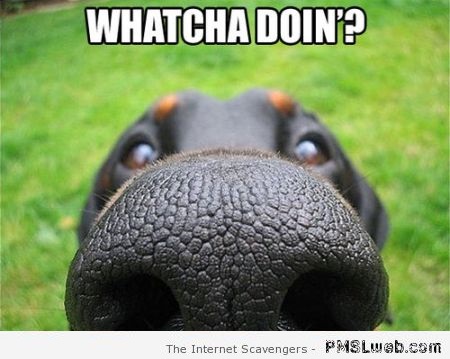 Whatcha doing dog meme at PMSLweb.com