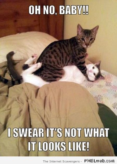 Funny cheating cat gets caught meme at PMSLweb.com