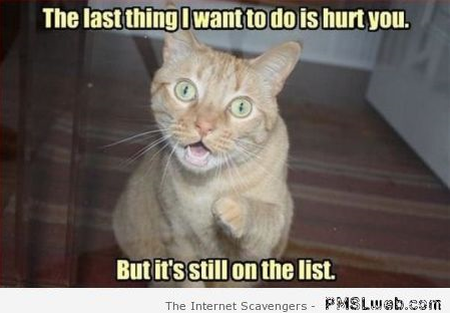 I don’t want to hurt you cat meme – Funny cat pictures at PMSLweb.com