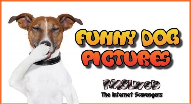 Funny dog pictures at PMSLweb.com