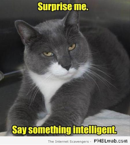Funny sarcastic cat meme at PMSLweb.com