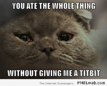 Funny sad cat meme at PMSLweb.com