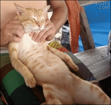 Funny cat getting a massage at PMSLweb.com