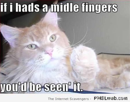 If I had a middle finger cat meme – Funny cat pictures at PMSLweb.com