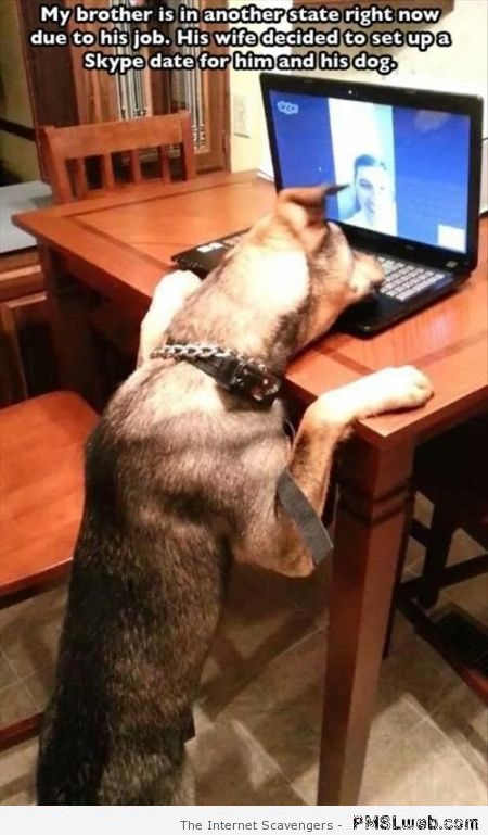 Dog on skype meme at PMSLweb.com