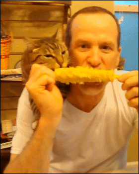 Funny cat eating corn at PMSLweb.com