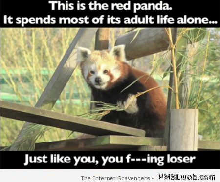 Red panda humor at PMSLweb.com