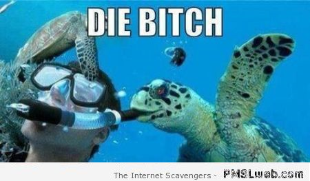 Funny killer turtle meme at PMSLweb.com