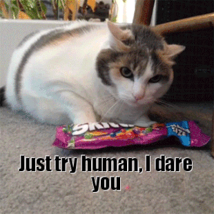 Just try human cat animation at PMSLweb.com