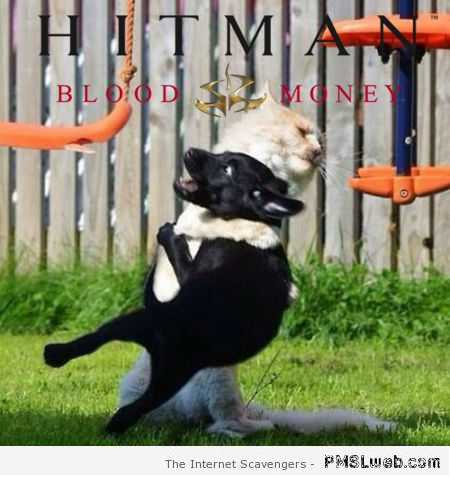 Funny hitman cat – Friday LMAO at PMSLweb.com