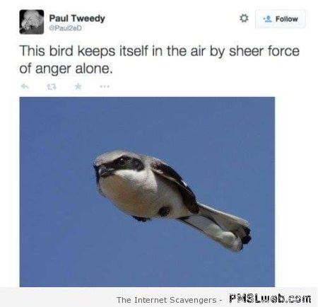 Bird flying using sheer force of anger humor at PMSLweb.com