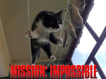 Mission impossible cat edition at PMSLweb.com