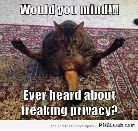 Funny cat privacy meme at PMSLweb.com