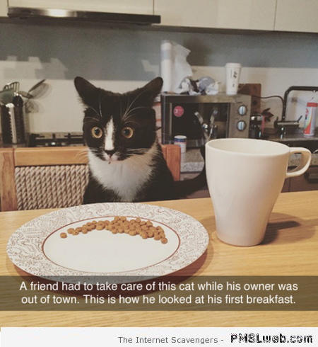 Funny cat babysitting breakfast