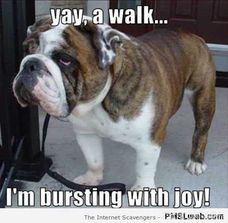 Going for a walk funny dog meme at PMSLweb.com