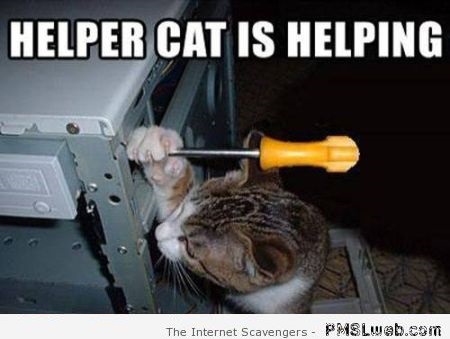 Funny helper cat meme at PMSLweb.com