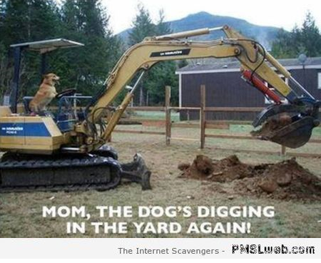Dog’s digging up the yard funny at PMSLweb.com