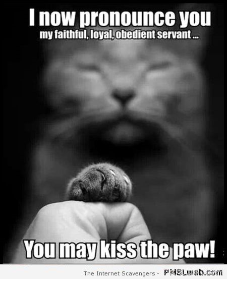 You may kiss the paw cat meme at PMSLweb.com