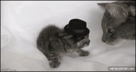 Funny cat bitchslaps kitten at PMSLweb.com