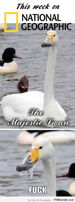 Funny majestic swan fail