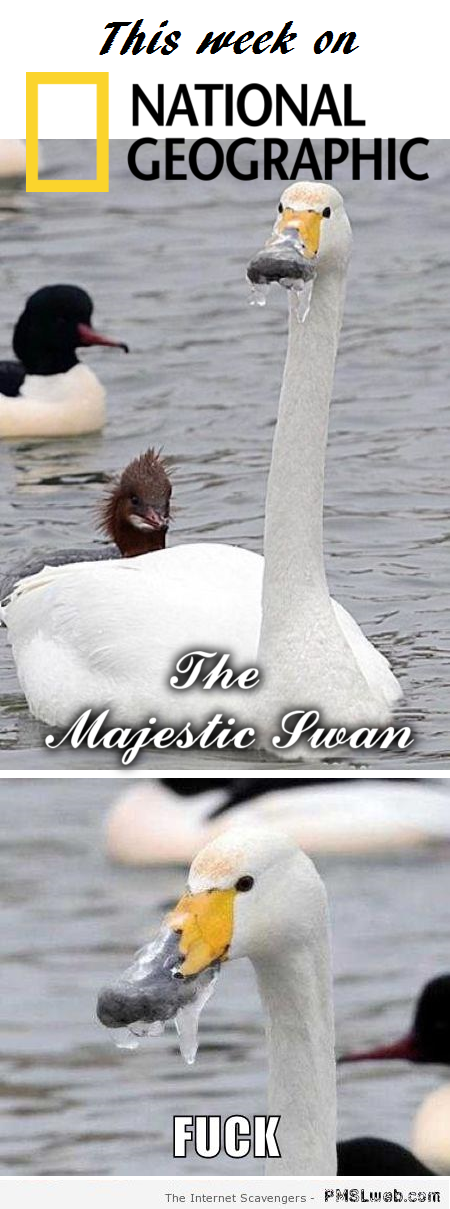 Funny majestic swan fail at PMSLweb.com